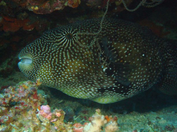 Map Puffer by Gary