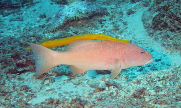 Trumpet fish hunting & using the Grouper for cover captured by Geoff