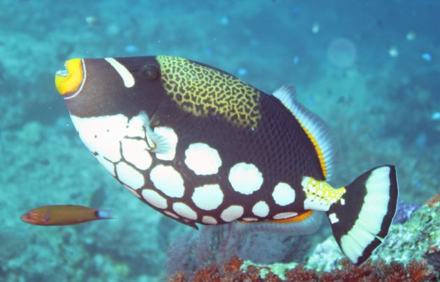 Picasso Trigger fish, takeb by Geoff