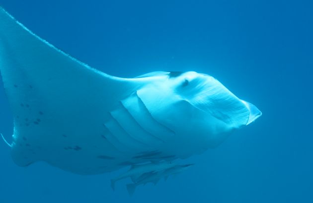 Close enounter with a Manta, taken by Geoff