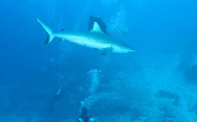 Grey Reef cruising the Nigalli Passage, taken by Geoff