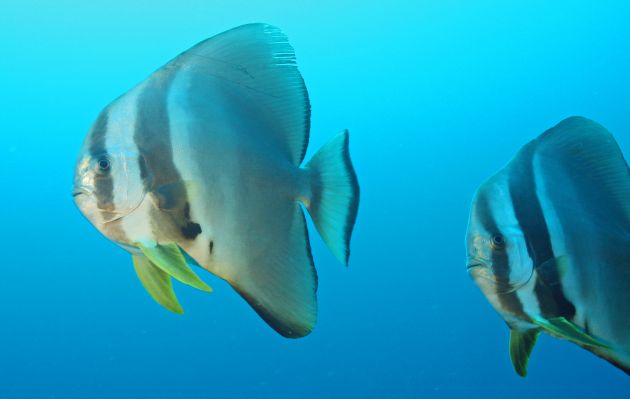 Spadefish passing the bleachers, taken by Geoff