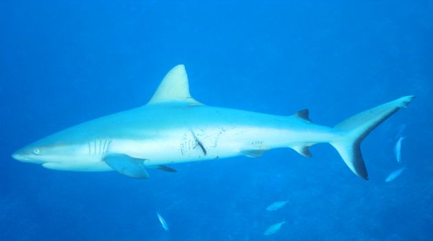 Female Grey Reef displaying mating scars, taken by Geoff