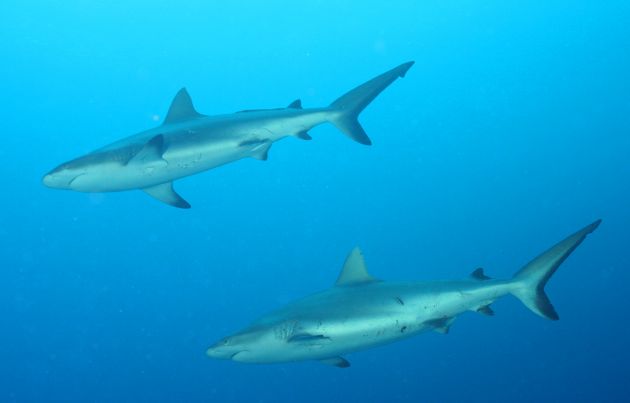 Close encounters with Grey Reef Sharks, taken by Geoff