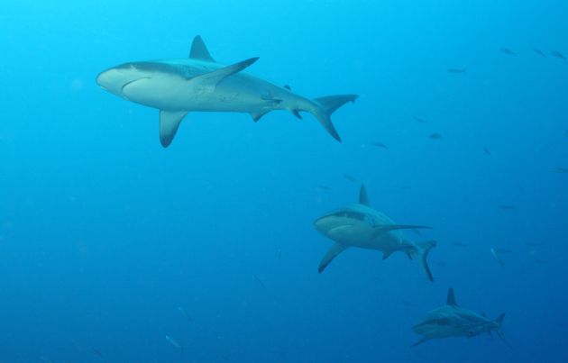 Flying in formation, captured by Geoff