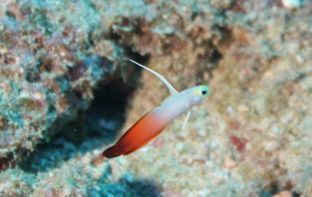 Lonely Fire Dart Fish. Taken by Geoff