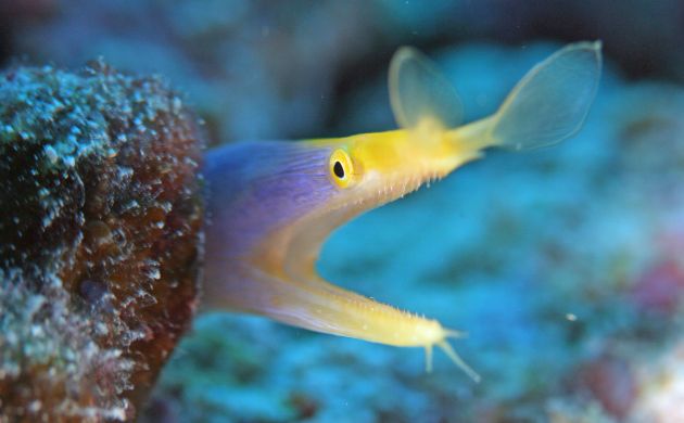 Ribbon Eel pokes its heads out for Rae