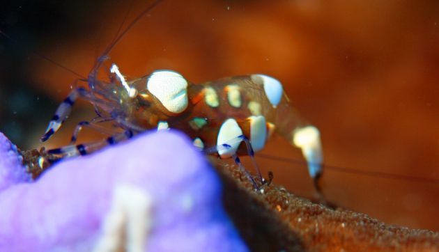 Rae gets a great macro shot of the Popcorn Shrimp