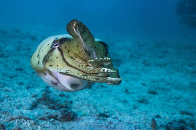 Cuddly cuttlefish - by Nancy