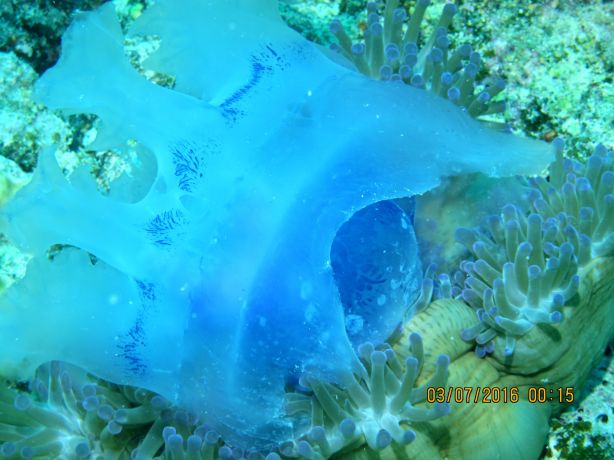 Anemone devouring medusa... cool! - by Nancy