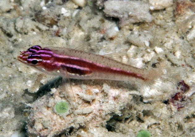 New species of goby - by Ned