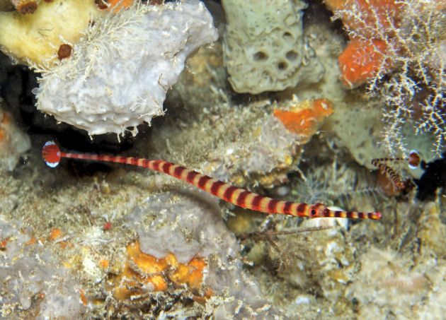 The only picture we've seen with 2 NAI'A pipefish - by Ned