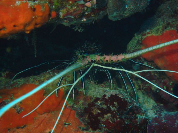 Painted Rock Lobster by Gary