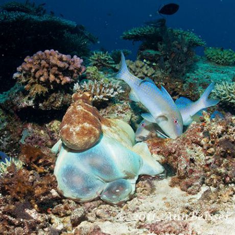 Awsome shot of a feeding Day Octopus. By Ann