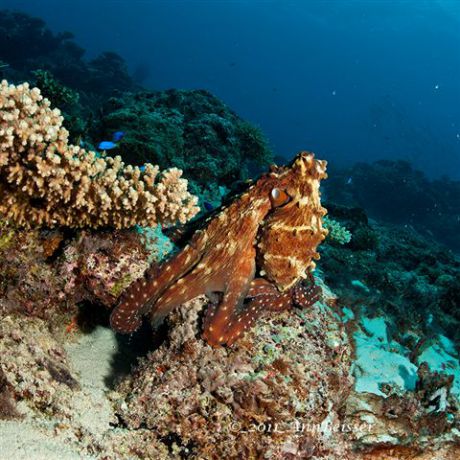 The octopus was not shy today, loving the camera work. By Ann