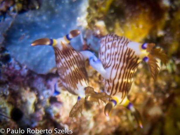 Nudi love - by Paulo