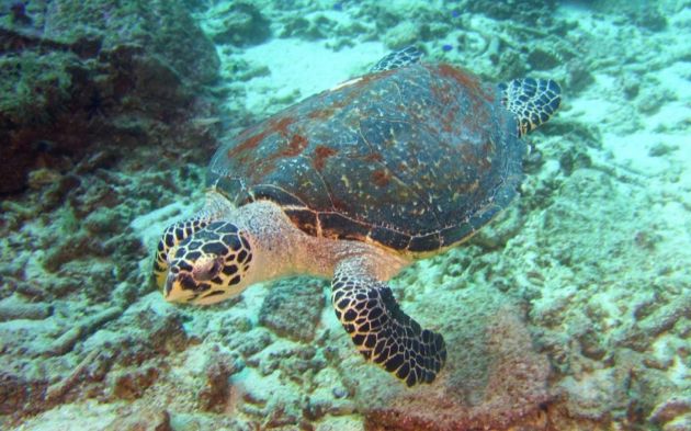 Hawksbill in 3-D - by Pete