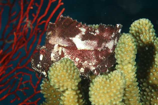 Leaf Scorpionfish by Phil