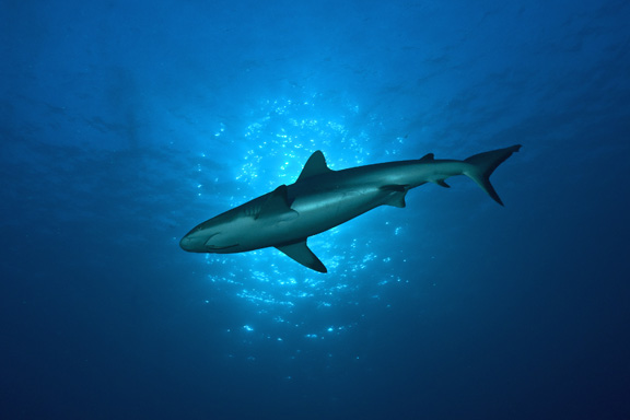 Grey Reef in Nigalli Passage - taken by Bernd