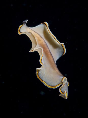 Flat Worm at night - taken by Bernd