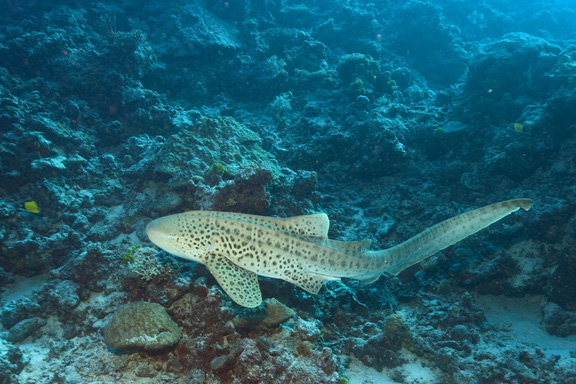 Leopard Shark on the move in Lau - taken by Bernd