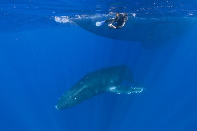 Whales love NAI'A! - by Ralf