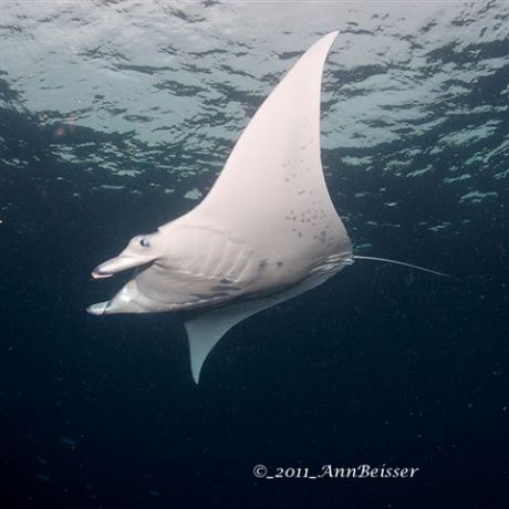 Beautiful Manta Ray from Jim's Alley feeding in the afternoon sun. By Ann