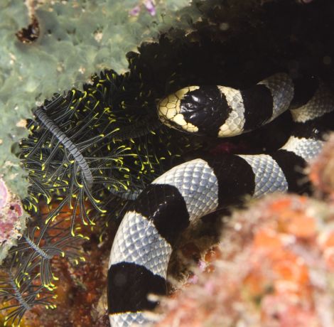 Banded Sea Snake hunting - taken by Rick S.