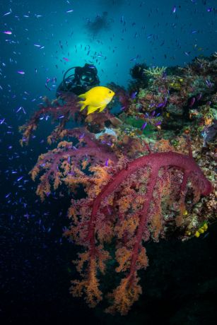 Sublime soft coral - by Rob