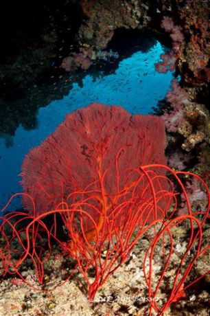 Bright red sea fan and whips showing the seas beauty. By Ann