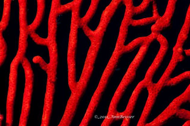 Lovely macro of a sea fan from Mt Muinity. By Ann