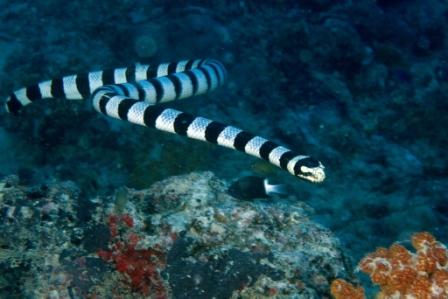 Lovely sea snake shot taken by Linda