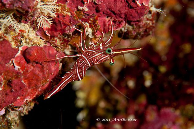 Tiny subject, great photo of a hingebeak shrimp. By Ann