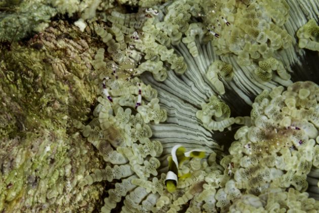 Crowded anemone - by Steve