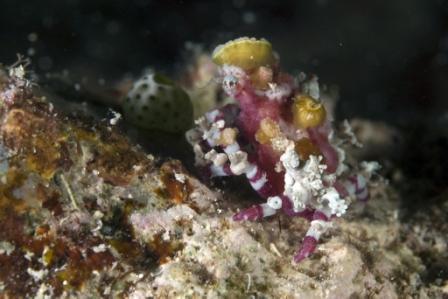 Beautifully Camoulaged Hermit Crab captured by Linda