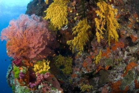 Chrinonephthya oft Coral at Mount Mutiny. Shot by Linda