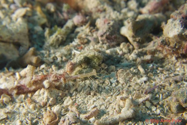 Winged pipefish, if you can find it! - by Stig-Arne