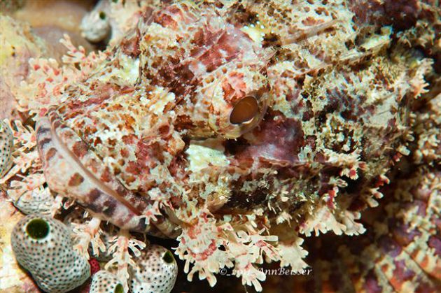 Can you see it?? A great spot of this scorpionfish. By Ann