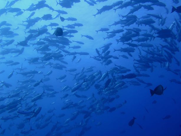 Trevally tornado