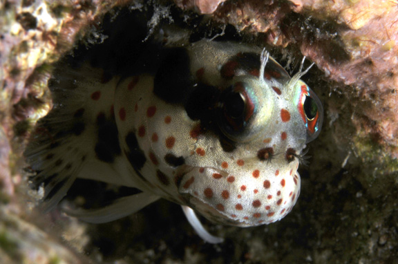 Freckle Faced Blenny poses for Judy