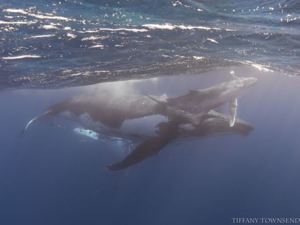Coming up for air - by Tiffany