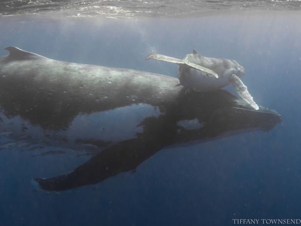 Head surfing - by Tiffany