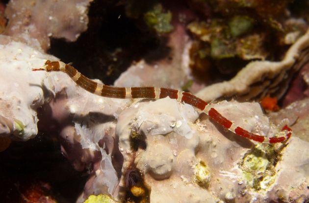 Pipefish by Vince