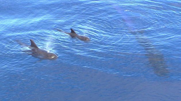 Pilot whale escort - by Steve