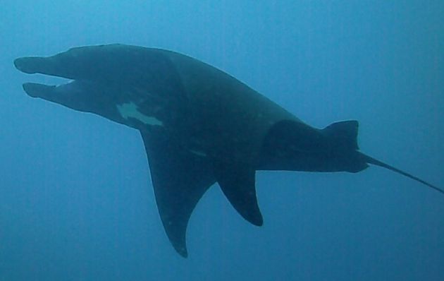 Big, black and beautiful. Fiji's finest - by Sandy