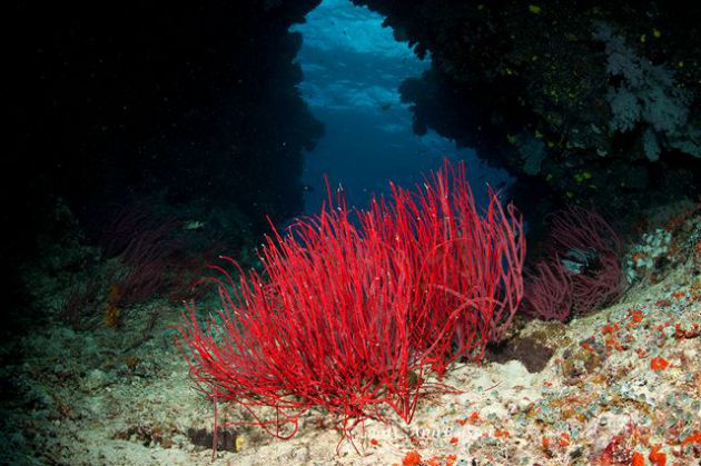 A nice swim through at Cat's Reef. By Ann