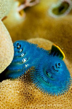 Tiny christmas tree worms... almost that time of year again. By Ann