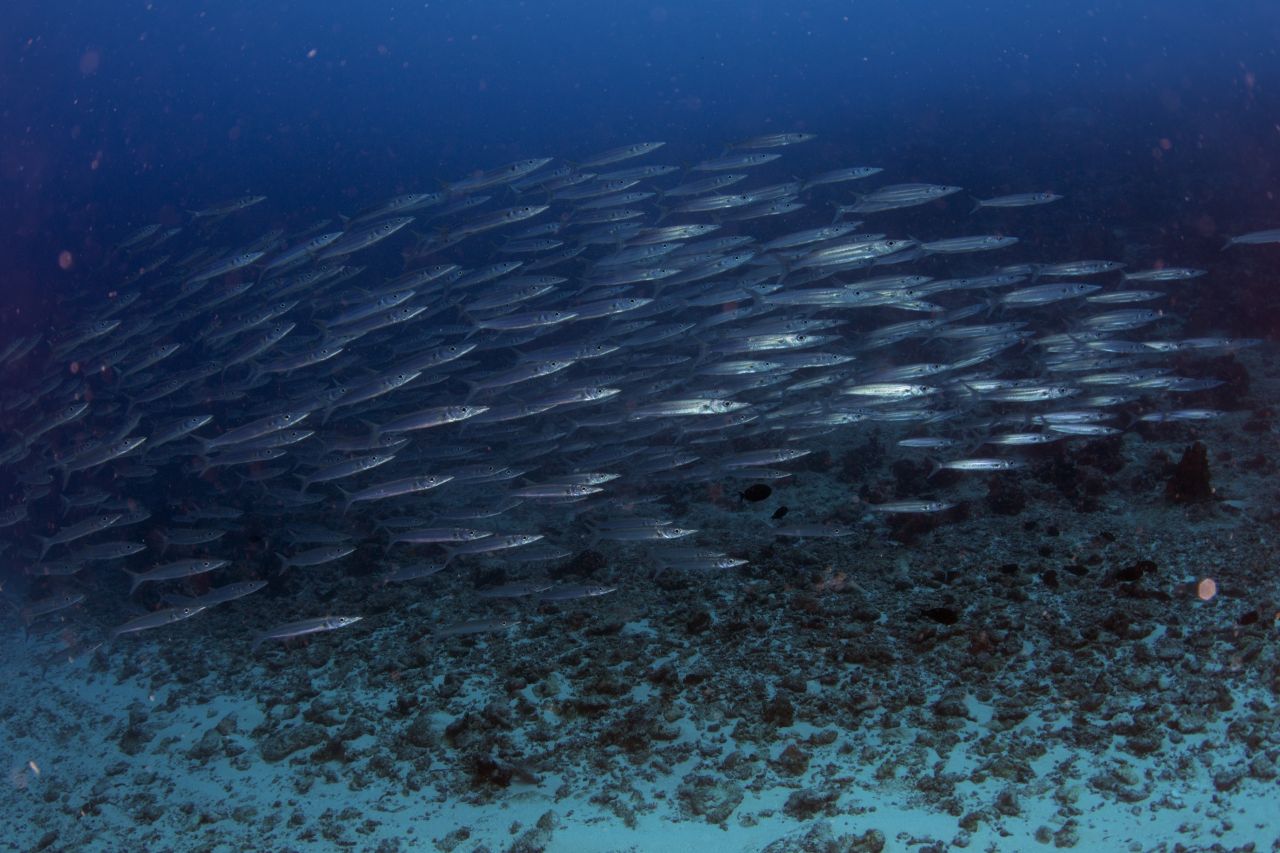 Barracuda Ball by Jason