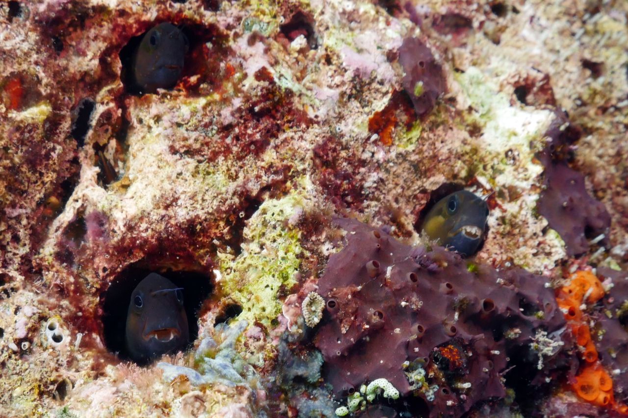 Blenny Trifecta by Mike