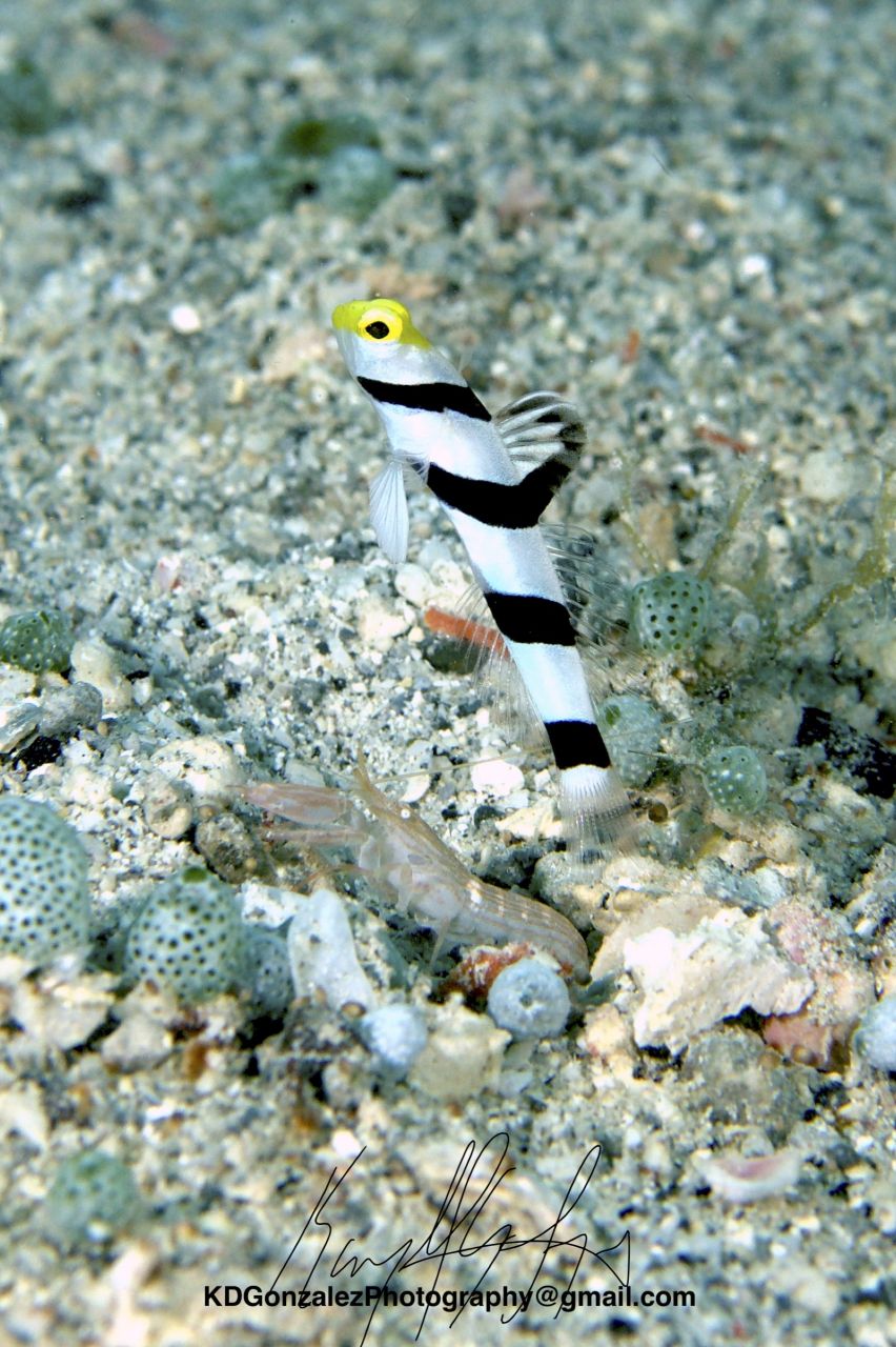 Convict(ed) of Fishy Business by Karyll